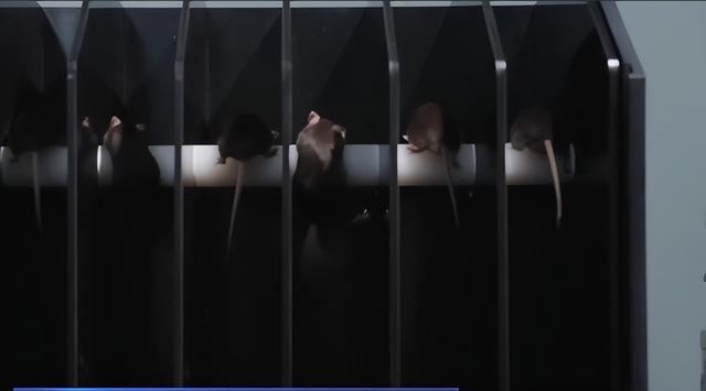 从300到4只！神舟二十一号选拔，小鼠过五关斩六将