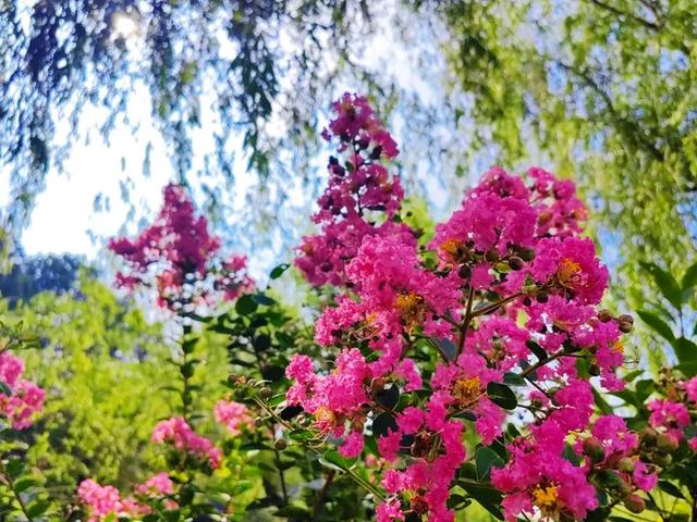 踏入虎山公园紫薇秘境，收藏夏日泰山的专属浪漫