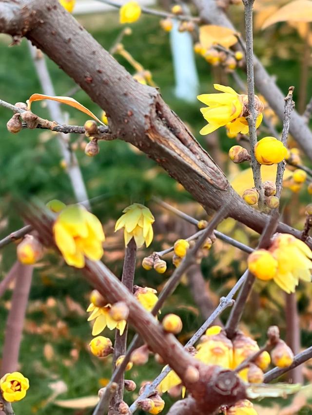 周末一日游 | 西安冬日8个免费赏腊梅好去处