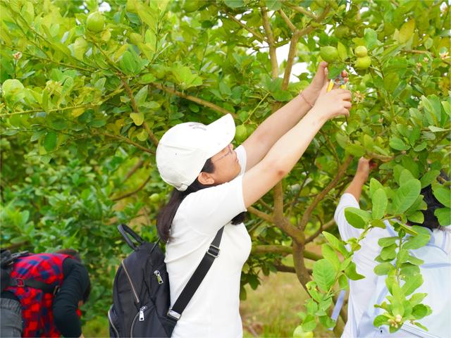 相约周末，寻找你的快乐“柠”感！