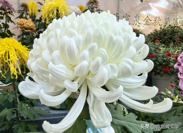 趵突菊韵 锦绣泉城