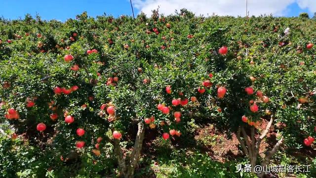四川南端很有实力但低调的宝藏小城，手握四张王牌，你知道它吗？