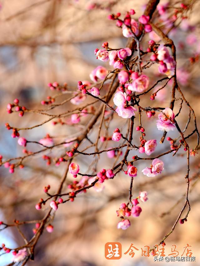 寒梅朵朵独自开 暗香浮动醉游人