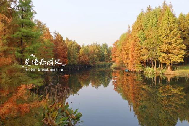 浙江宁波这片水上森林又出圈，色彩缤纷堪比油画，但一周后会更美