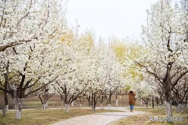 走进长春！150个网红打卡地之梨花园
