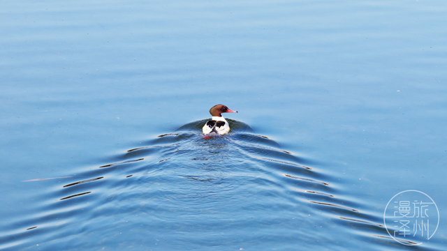 新年过后，泽州来了一群“稀客” →