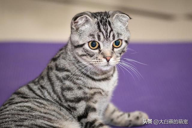 猫咪可能正在默默忍受剧痛，多数铲屎官都忽略了，猫咪疼痛的表现