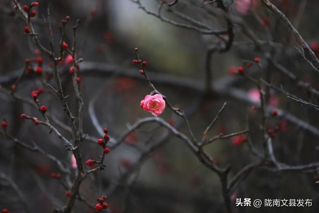 冬日“梅”景，真美！