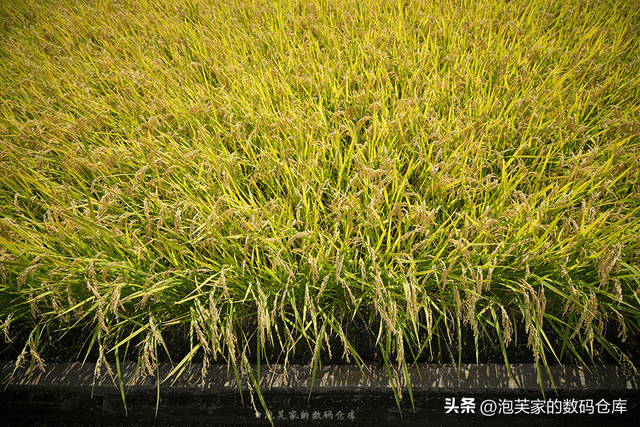 5999全画幅入门镜头？适马20-200mm 真一镜走天下 真刀锐奶化了！