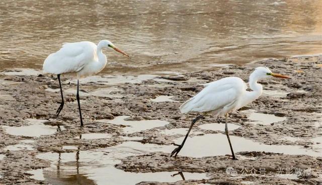 初冬,敦煌党河风情线白鹭翩跹