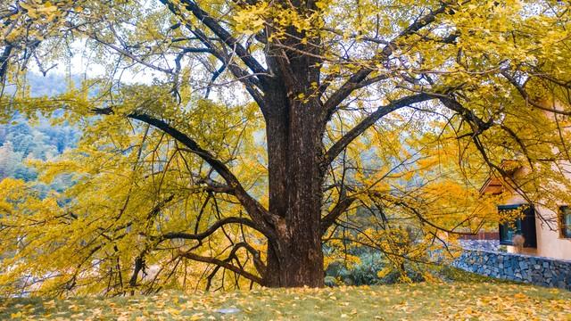 吉安秋色段位榜4条神仙路线，从入门到王者，收藏这篇就够了