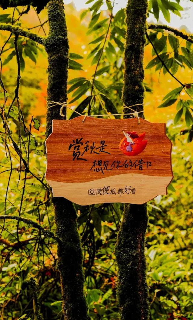 红了！成都周边18个顶级赏秋地更新！最快30min刹拢，最佳观赏期已到！速冲！