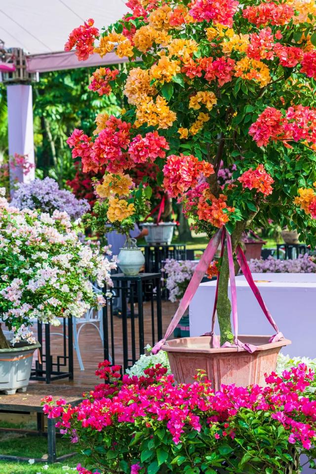 挤爆了！今天莲花山都是人人人，网友：感觉全深圳都来了！