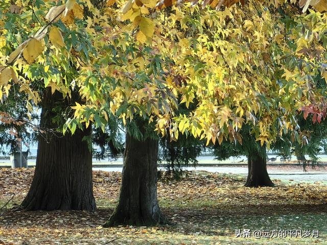 温哥华游记（四）