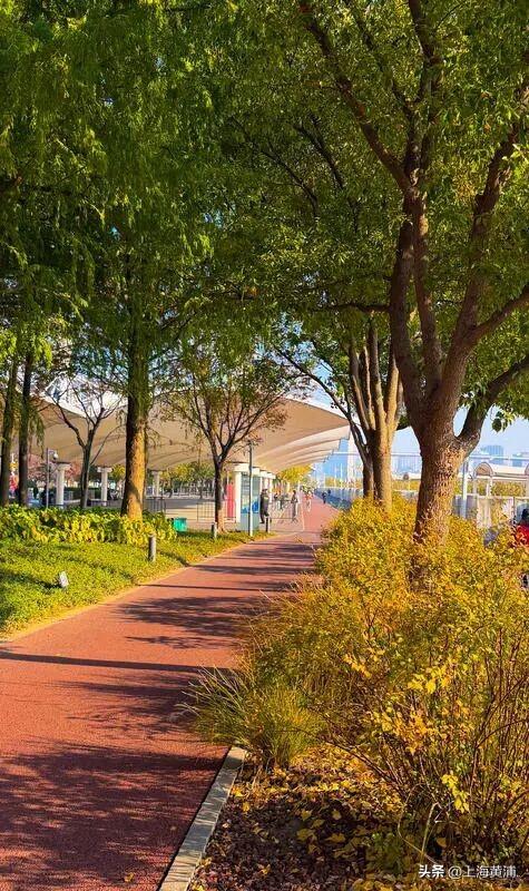 最美的季节！一起来静谧斑斓的黄浦滨江晨跑吧！