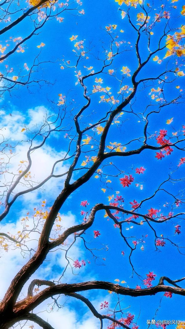 风捎来冬的来意，枝桠仍守着秋的姿态