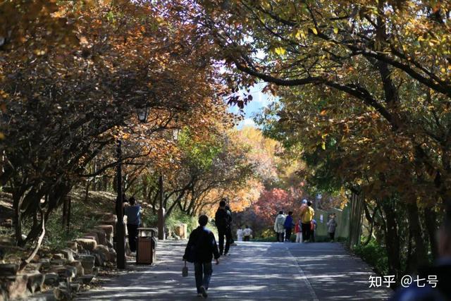 在八大处，寻到了北京最美的秋