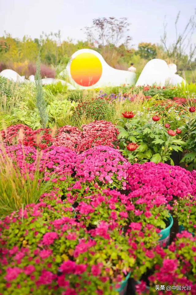 光谷菊展今起在鸡公山公园举行,各色“顶流”争奇斗艳等你打卡,持续至11月30日