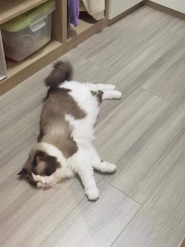 笑死了！主人展示25斤布偶猫引热议，网友：我这19斤的再加加餐？