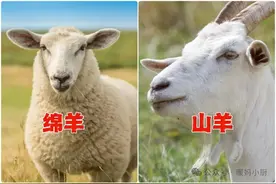 同样是羊肉：“绵羊肉”和“山羊肉”哪个好？区别很大，建议弄懂再买不会错图片