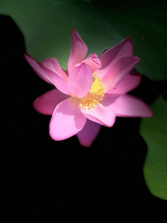 夏日西湖，8月9日。