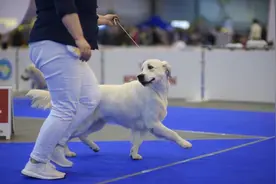 中国土狗逆袭国际赛场！一路碾压名贵犬种，夺得世界冠军图片