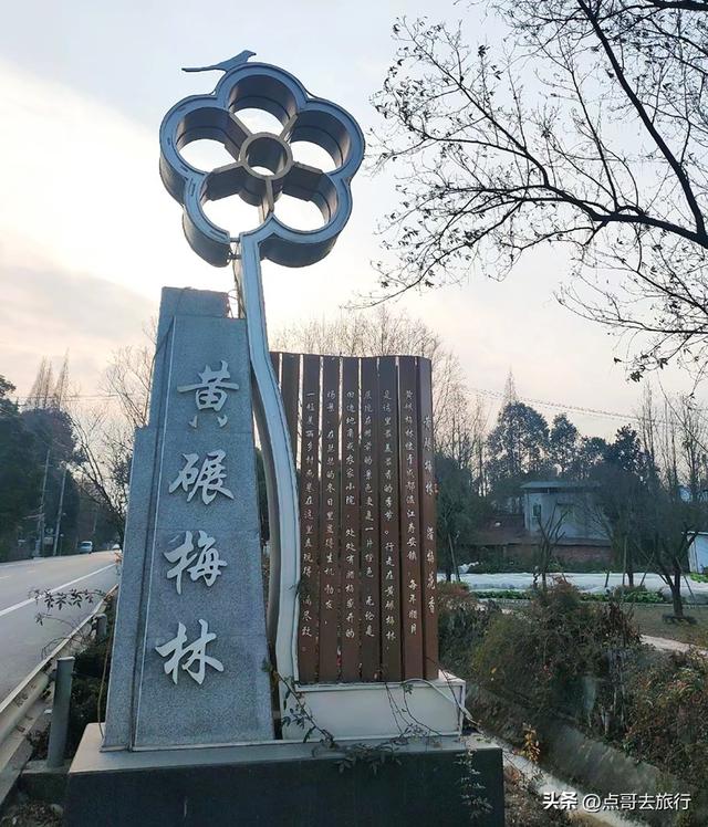 成都超大规模腊梅花，30000余株，不要门票，百年老桩更是惊艳！