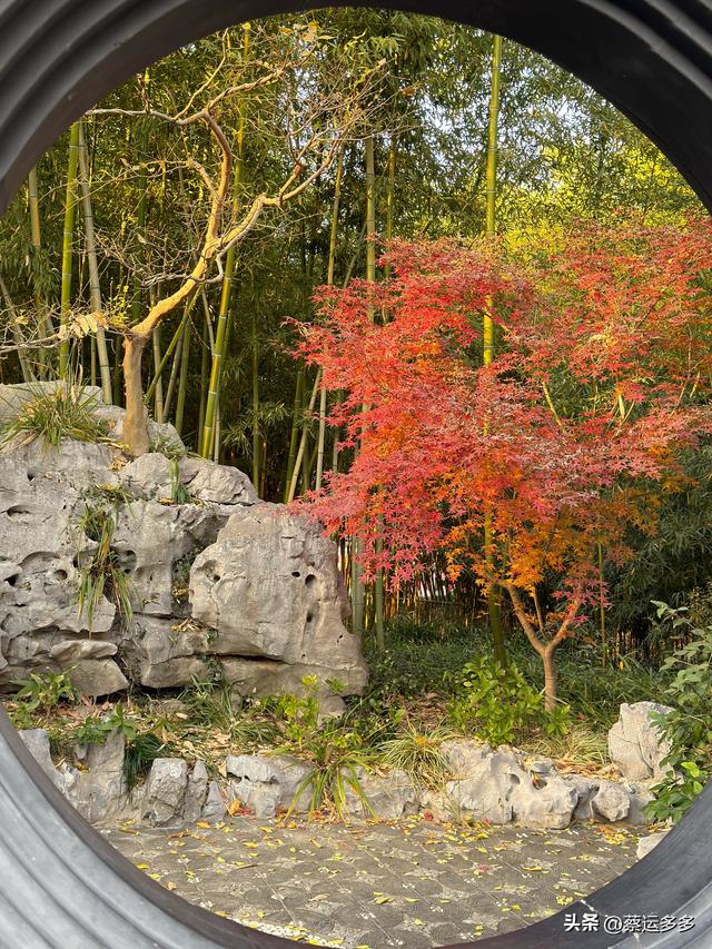 沪上园林古猗园已达颜值巅峰