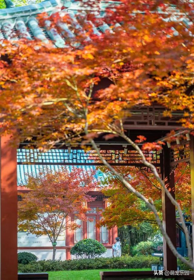 汉口林荫道秋装惊艳，法国梧桐金黄如梦，老武汉人 yearly 狂欢