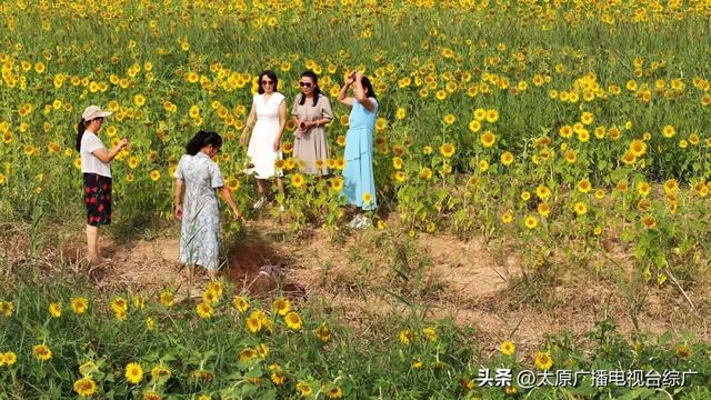 闯入油画世界！万柏林百亩向日葵花海爆红