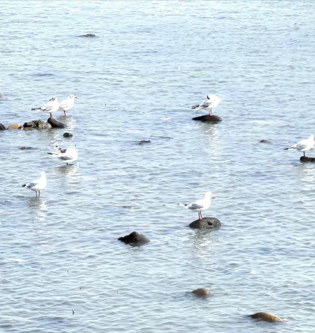 天津不仅有海河，还能看海，滨海新区的海景和海鲜不错