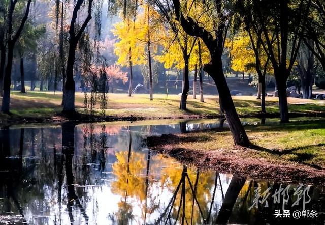 龙湖公园银杏染秋 定格深秋童话景致