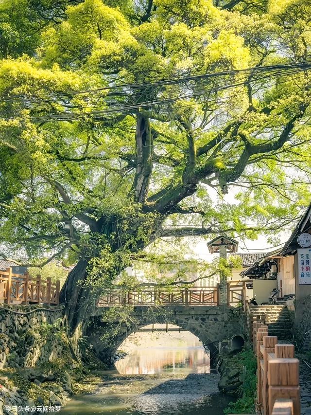 这座 600 年古镇,治愈力远超厦门!百年榕树下,畅享悠然慢时光