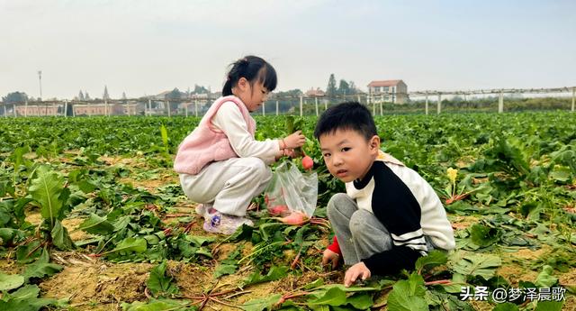 周末新玩法：云梦博物馆看秦简，新马村拔萝卜，武汉家庭乐翻天