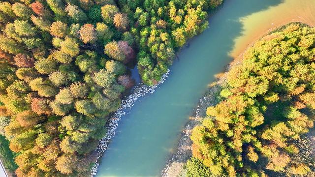 图集 | 顺德伦教乌洲水闸落羽杉与你共享冬日浪漫