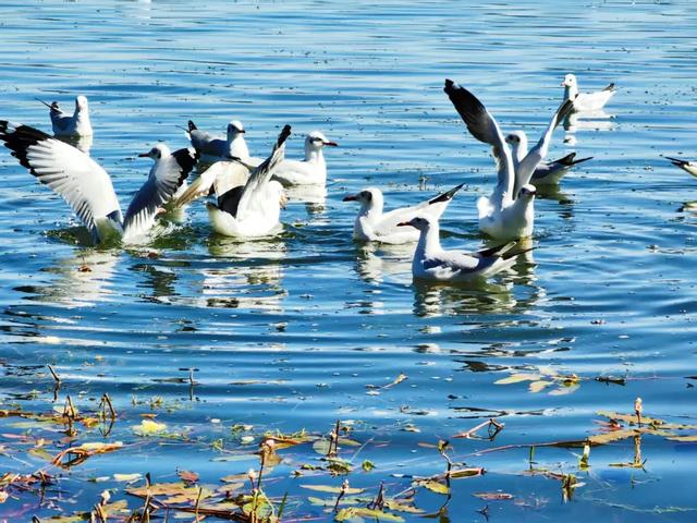 海鸥来了!丽江拉市海藏着冬天最治愈的邂逅