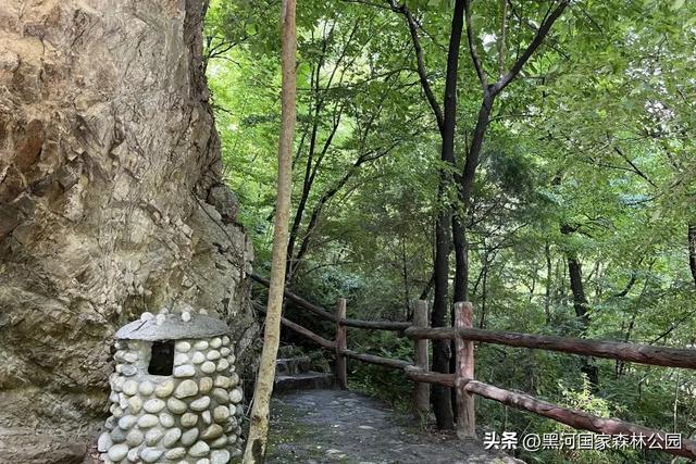 立减10℃!绿色天然避暑胜地,就在黑河国家森林公园→