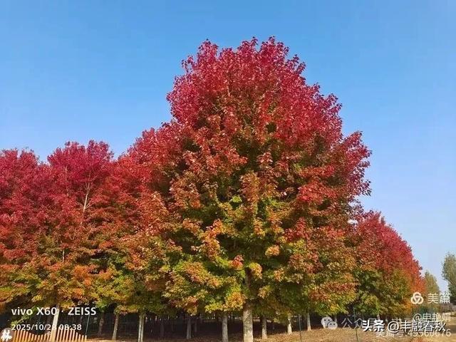 丹枫映秋,枫彩满楼|申艳娟