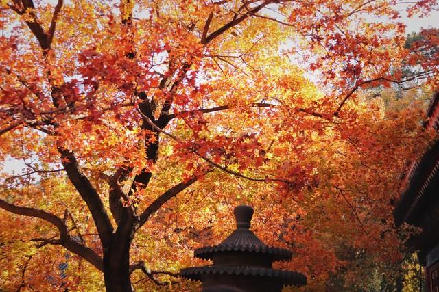 秋日红叶全攻略：认准这几棵树，带你解锁最美中国红！