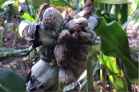 玉米上为何会长“黑色毒瘤”?外表恶心却堪比黑松露，你敢吃吗？图片