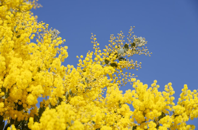 快看→西昌的满树金黄云！