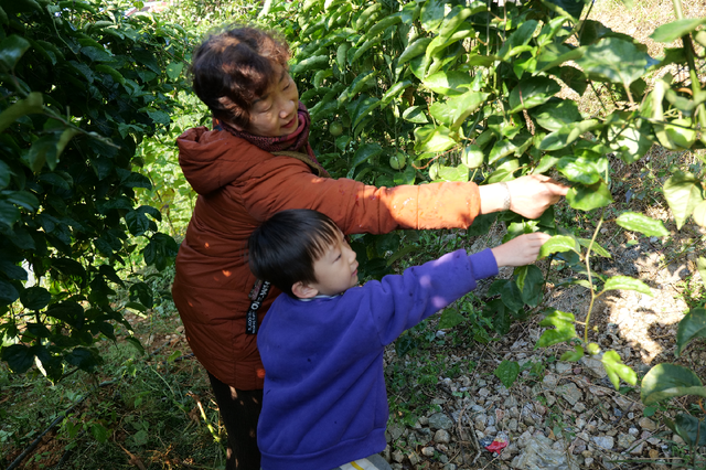 河口挖到“宝”！百香果采摘+童趣捞鱼，周末带娃嗨玩两条半！