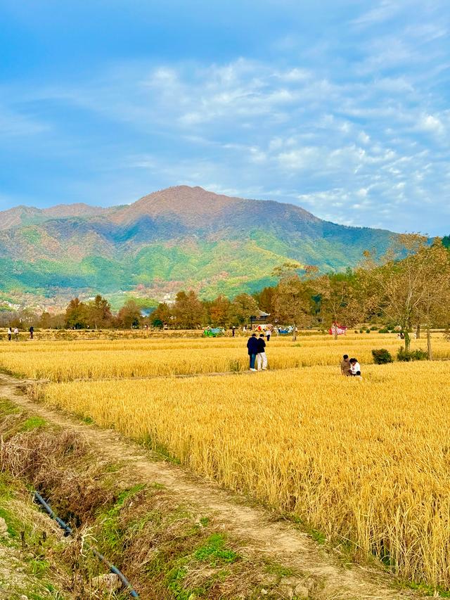 追着晚秋(黟县宏村镇塔川村)