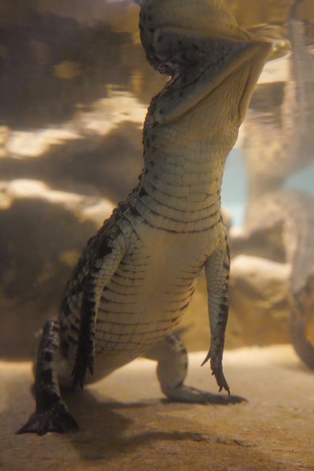 迪拜隐藏版野性目的地｜近距离看“巨齿王”的一天