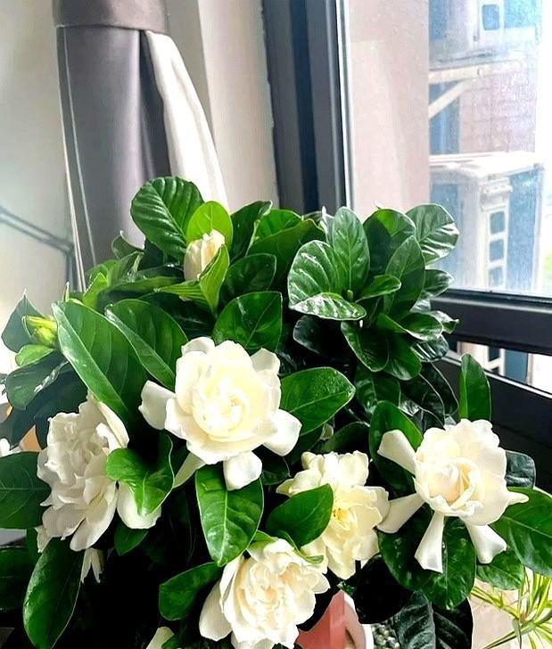 “阴花不能进阳宅”。家里若有这5种花，请赶紧“搬出去”！