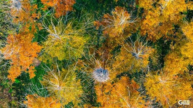 【绿色打卡地】初冬自然调色板！唐岛湾湿地尽显生态之美