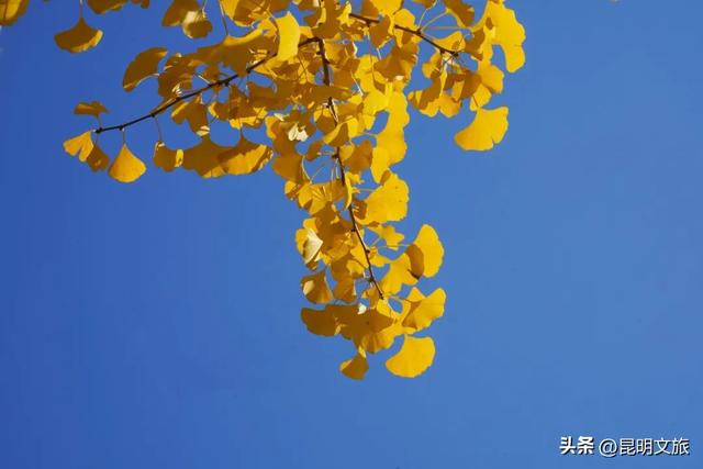 昆明冬日限定的金色浪漫,已加载完成!就藏在昆明这条街……