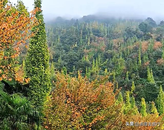 成都都江堰最冷门彩林，免费开放，山野中的惊艳，公交车可达！