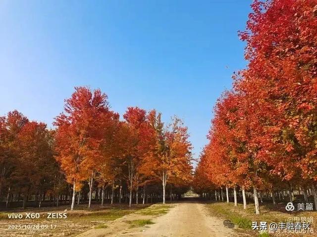 丹枫映秋,枫彩满楼|申艳娟