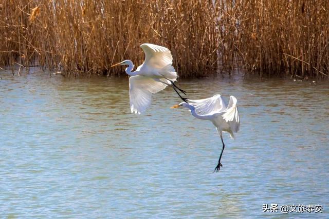 解锁「美拉德」色系！东平的秋天是懂氛围感的，朋友圈晒这些图绝对赢麻！